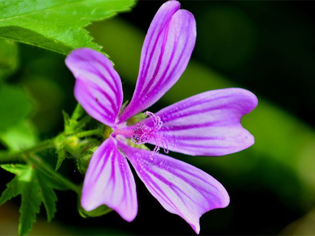 Come curarsi con le piante officinali